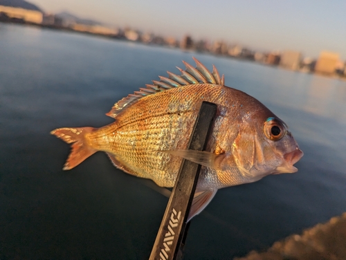 チャリコの釣果