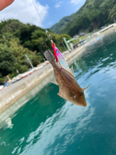 ウマヅラハギの釣果