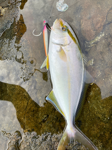 ネリゴの釣果