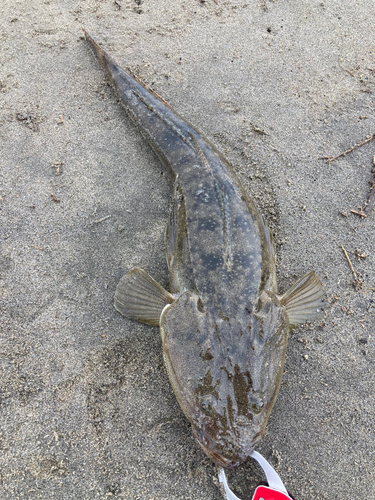 マゴチの釣果