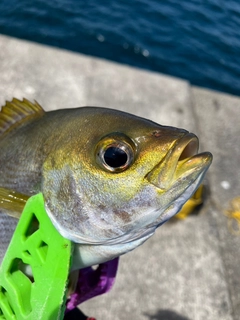 イサキの釣果