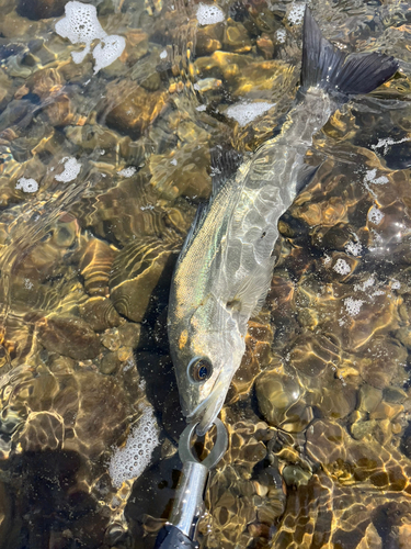 セイゴ（マルスズキ）の釣果