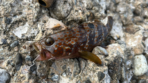 キジハタの釣果