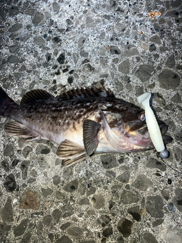 クロソイの釣果