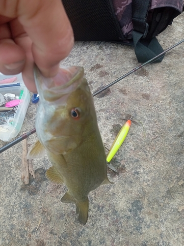 スモールマウスバスの釣果