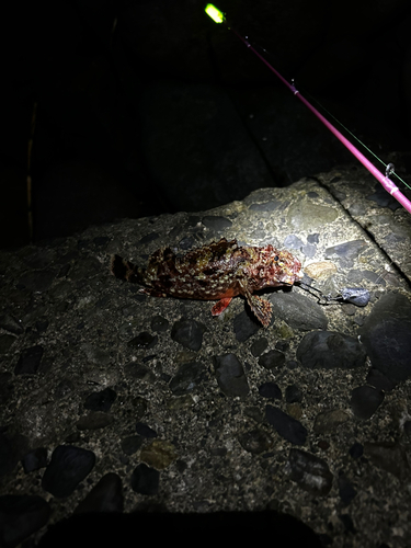 オニカサゴの釣果