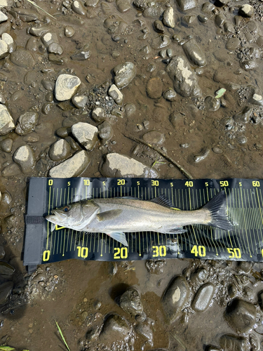 フッコ（マルスズキ）の釣果