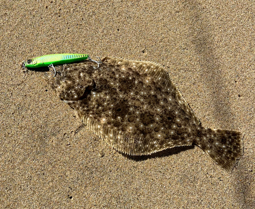 ヒラメの釣果