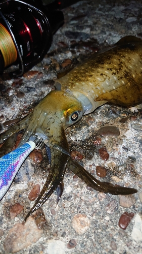 アオリイカの釣果