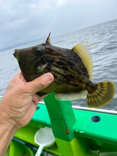 カワハギの釣果