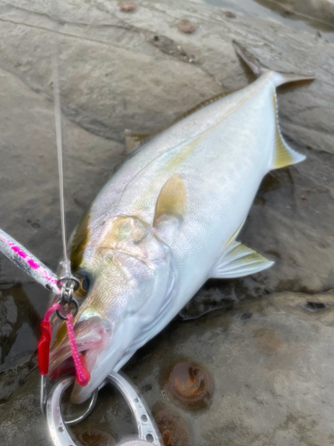 ショゴの釣果