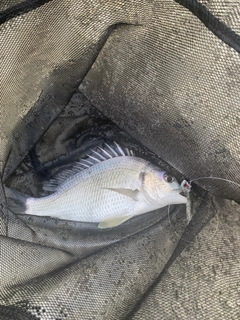 キビレの釣果