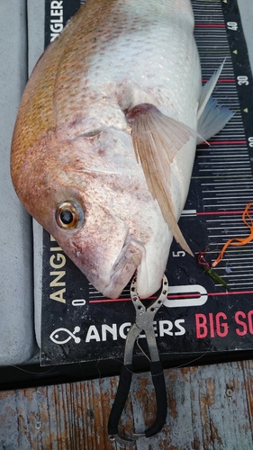 マダイの釣果