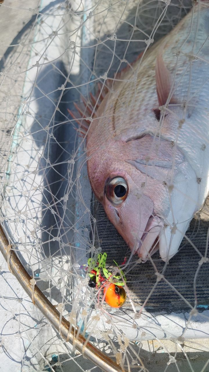 ぼ〜ずの向う側さんの釣果 3枚目の画像