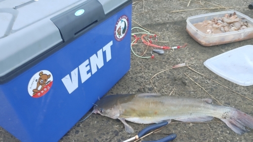 アメリカナマズの釣果