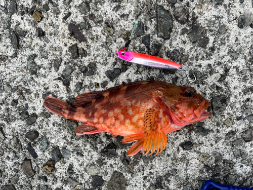 アラカブの釣果