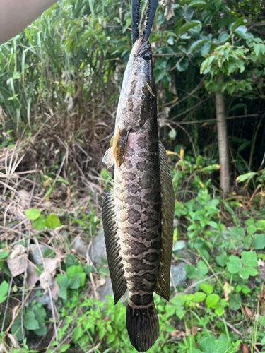 ライギョの釣果