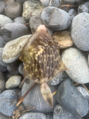 カワハギの釣果