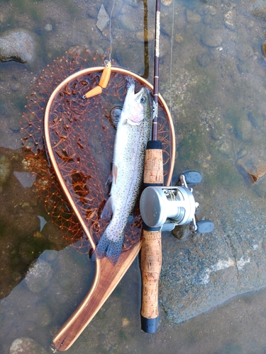 フナの釣果