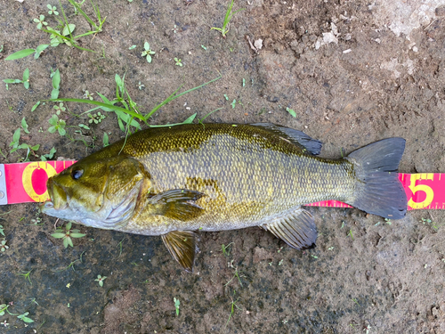 スモールマウスバスの釣果