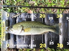 ブラックバスの釣果