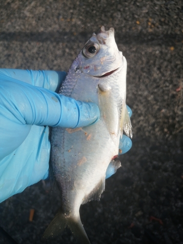 クロサギの釣果