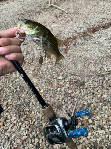 ラージマウスバスの釣果