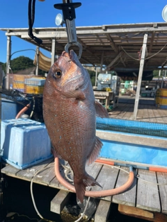 マダイの釣果