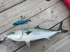 ハマチの釣果