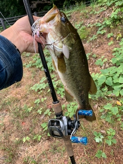 ラージマウスバスの釣果