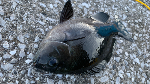 クロの釣果