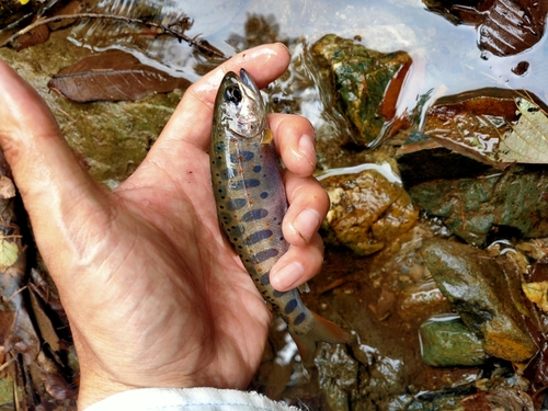 アマゴの釣果