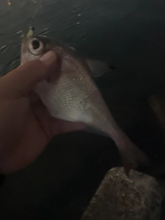 ミナミハタンポの釣果