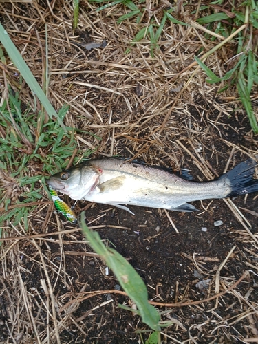 セイゴ（マルスズキ）の釣果