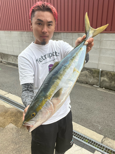 ハマチの釣果