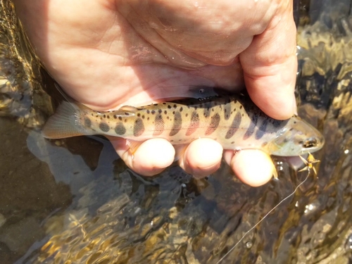 ヤマメの釣果