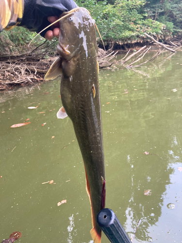 ナマズの釣果