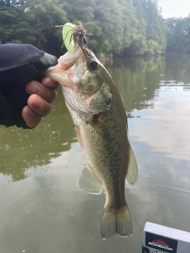 ラージマウスバスの釣果