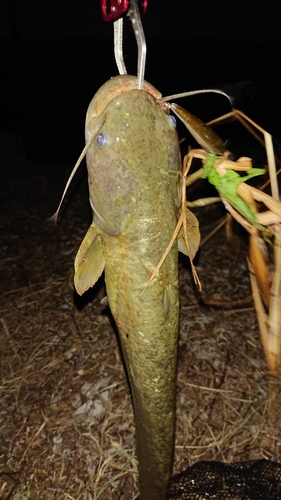 ナマズの釣果