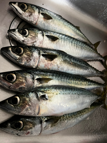 サバの釣果