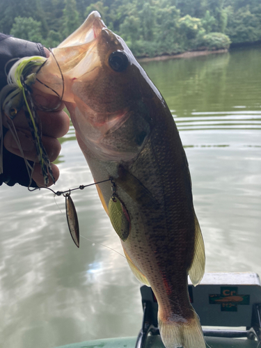 ラージマウスバスの釣果