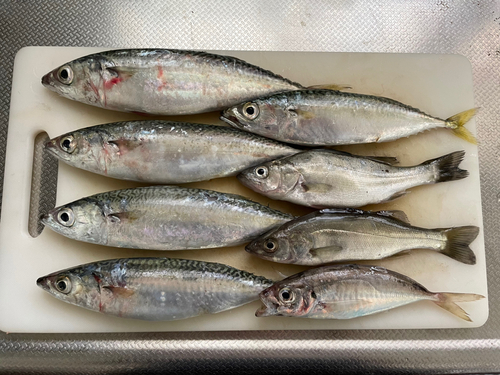 サバの釣果