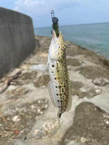 オグロトラギスの釣果