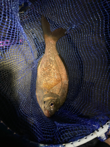 ウミタナゴの釣果