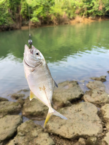 メッキの釣果