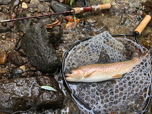 アメマスの釣果