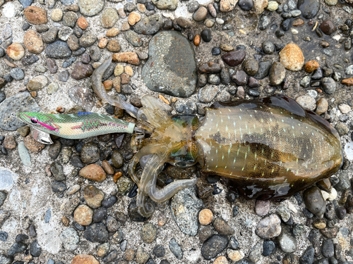 アオリイカの釣果