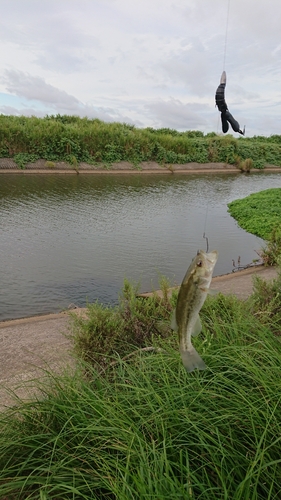 釣果