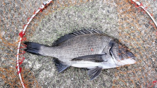 チヌの釣果