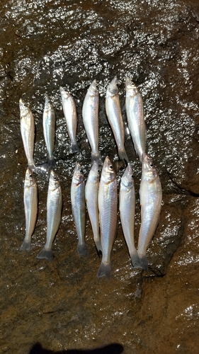 キスの釣果